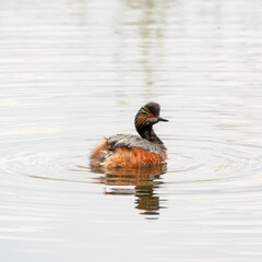 Black-necked Grebe Floating on Water