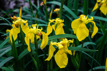Yellow irises. Beautiful spring flowers. Flower garden.
