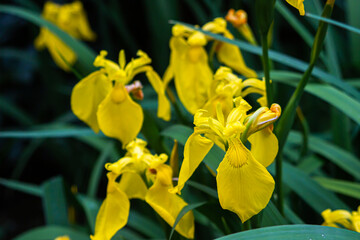 Yellow irises. Beautiful spring flowers. Flower garden.