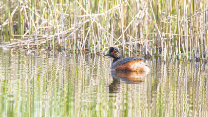 Fototapete bei efototapeten.de bestellen   
