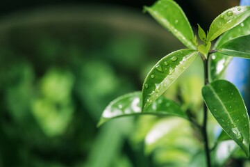 Fototapeta na wymiar green leaf with drops