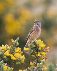 Linnet Perched in a Bush with Yellow Flowers
