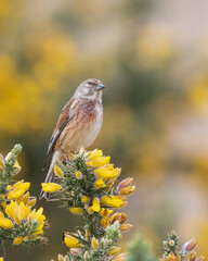 Linnet Perched in a Bush with Yellow Flowers