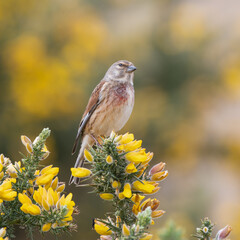 Linnet Perched in a Bush with Yellow Flowers
