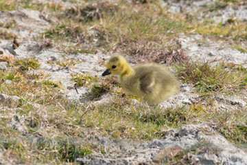 Very Young Gosling on the Ground