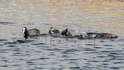 Adult Coot Feeding it's Young