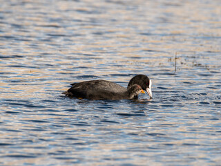 Adult Coot Feeding it's Young
