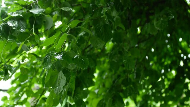 4k video colorful footage. Close-up linden branch on a rainy day. The rain falls on the leaves. Wind, rain, tree leaves. Summer rainy weather