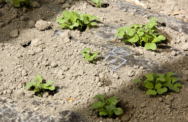 plants de radis