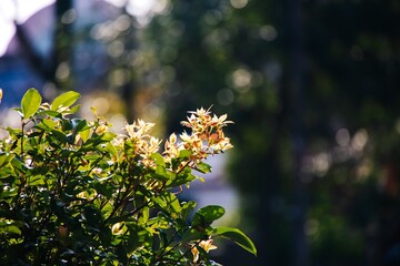 leaves in spring