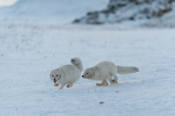 Naklejka premium Wild arctic foxes fighting in tundra in winter time. White arctic fox aggressive.