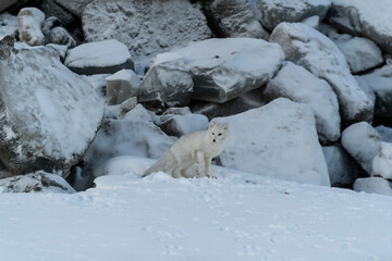 Wild arctic fox (Vulpes Lagopus) in tundra in winter time. White arctic fox.