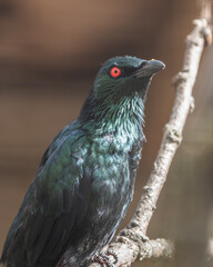 Metallic Starling Perched on a Branch