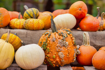 Pumpkins on the farm stand. 