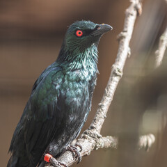Metallic Starling Perched on a Branch