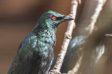 Metallic Starling Perched on a Branch