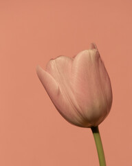 Pink tulip