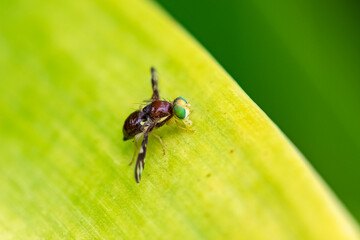 Celery fly, Euleia heraclei, colorful fly on a leaf, macro