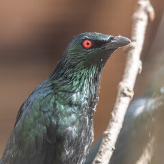 Metallic Starling Perched on a Branch
