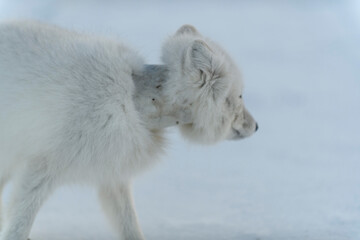 Wild arctic fox with plastic on his neck in winter tundra. Ecology problem. Plastic pollution.
