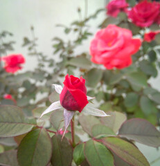 pink rose bush in the garden, nature photography, red rose on a green background