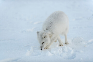 Obraz na płótnie Canvas Wild arctic fox with plastic on his neck in winter tundra. Ecology problem. Plastic pollution.