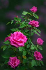pink climbing  roses in garden
