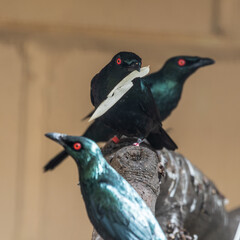 Metallic Starling Perched on a Branch