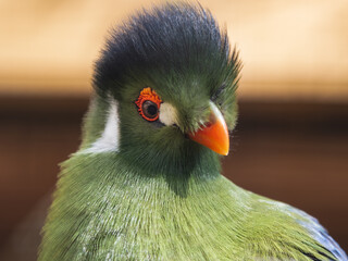 Close Up Portrait White Cheeked Turaco