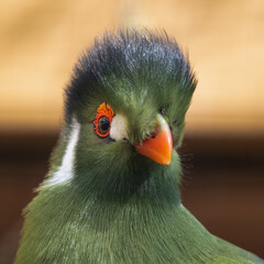 Close Up Portrait White Cheeked Turaco