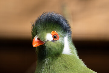 Close Up Portrait White Cheeked Turaco