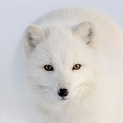 Wild arctic fox (Vulpes Lagopus) head. Arctic fox close up.