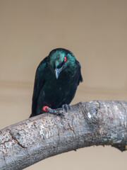 Metallic Starling Perched on a Branch