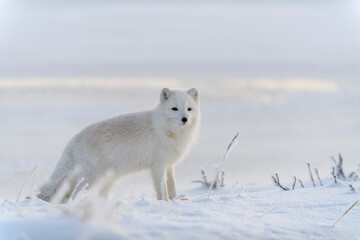 Wild arctic fox (Vulpes Lagopus) in tundra in winter time. White arctic fox.