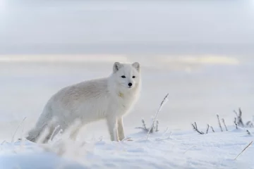 Door stickers Arctic fox Wild arctic fox (Vulpes Lagopus) in tundra in winter time. White arctic fox.