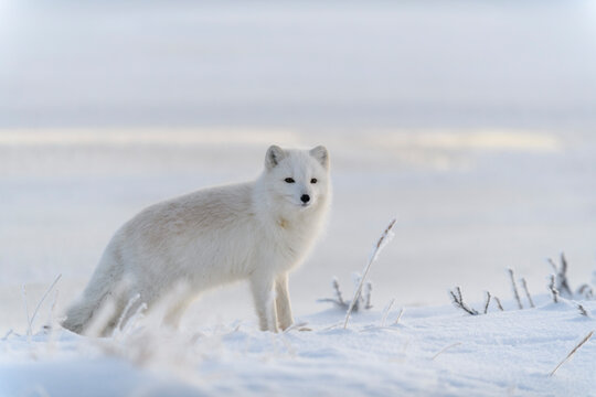 Arctic Fox Images – Browse 28,878 Stock Photos, Vectors, and Video