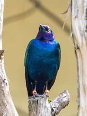 Purple Glossy Starling Perched on a Branch