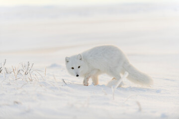 Fototapeta na wymiar Wild arctic fox (Vulpes Lagopus) in tundra in winter time. White arctic fox.