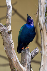 Purple Glossy Starling Perched on a Branch
