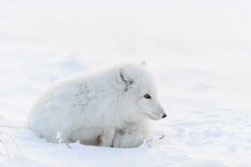 Arctic fox (Vulpes Lagopus) in wilde tundra. Arctic fox lying. Sleeping in tundra.