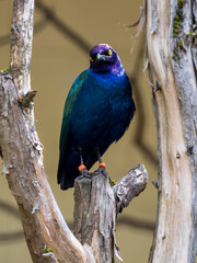 Purple Glossy Starling Perched on a Branch