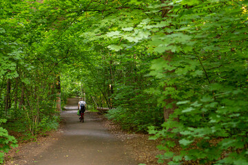 Fototapeta premium deep in the forest. thickets. green forest in siberia Thickets in dense forest. Scenic view with contrasts of deep forest. Forest scenery with rich flora. Atmospheric woodland.