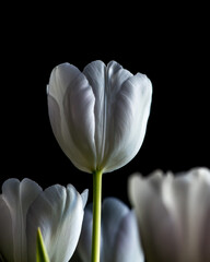 White tulips 