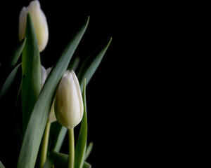 white tulips