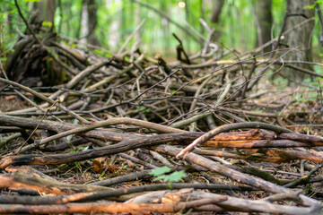 dry branches on the ground. brushwood in the forest