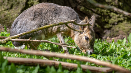 Patagonian Mara Resting on Grass