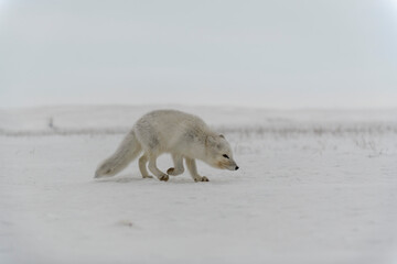 Wild arctic fox (Vulpes Lagopus) in tundra in winter time.