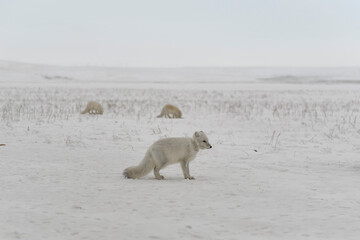 Wild arctic fox with plastic on his neck in winter tundra