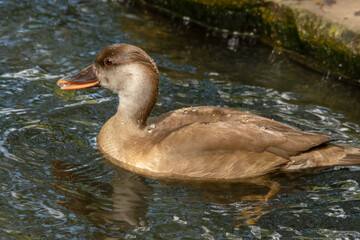 Female Red-crested Pochard Floating on Water