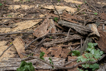 dry branches on the ground. brushwood in the forest